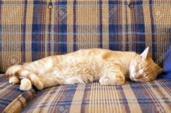 Cómo proteger el sofá cama si tienes mascotas