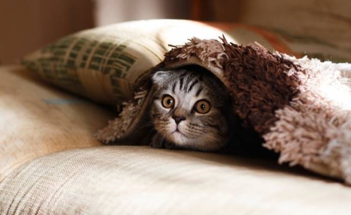 Cómo proteger el sofá cama de tu mascota querida